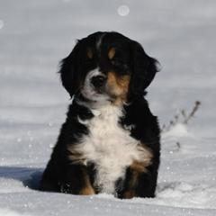 Bernese Mountain Dog, Golden Mountain Dog, and Golden Retriever Puppies from Grateful Bernese & Gage's Goldens