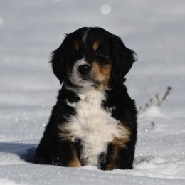 Bernese Mountain Dog, Golden Mountain Dog, and Golden Retriever Puppies from Grateful Bernese & Gage's Goldens
