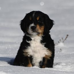 Bernese Mountain Dog, Golden Mountain Dog, and Golden Retriever Puppies from Grateful Bernese & Gage's Goldens