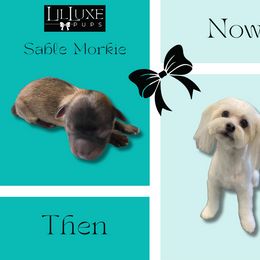 Morkie and Shorkie Puppies from Lil Luxe Pups