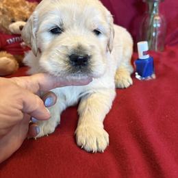 Buster - Light golden male Golden Retriever puppy in Grant County, Indiana from On The Sunny Side Pavey Farms