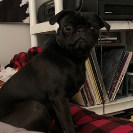 Zammie - Pug