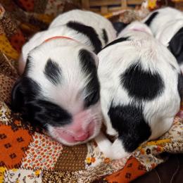 Australian Labradoodle Puppies from Llewellyn's Grove Labradoodles