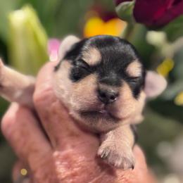 Angel( click pic) - Black and tan female Yorkshire Terrier puppy in Kingston, Oklahoma from Lake Life