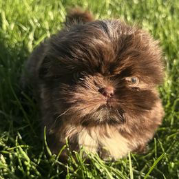 Shih Tzu puppies from Animal Crackers