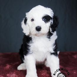 Hyacinth Bridgerton - Black and white female Sheepadoodle puppy in Edmond, Oklahoma from Rock N Roll Doodles