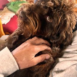 Moon Bear - Australian Labradoodle