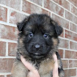 Orange collar - Black and red male German Shepherd puppy in Mount Vernon, Missouri from German Haus German Shepherds LLC