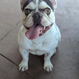 French Bulldogs from Cassie’s Frenchie Palace
