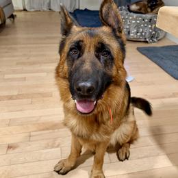 Ranger - German Shepherd
