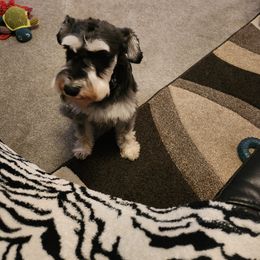 Max - Miniature Schnauzer