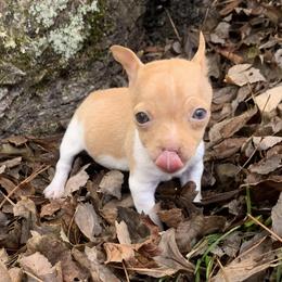 Catahoula Leopard Dog, Cocker Spaniel, Pomeranian, and Teddy Roosevelt Terrier Puppies from Rich Cat’s