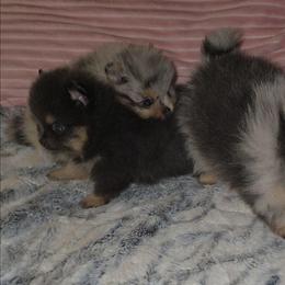 Déja rêvé - Blue and tan female Pomeranian puppy in Angleton, Texas from Pomeranian Palace, LLC