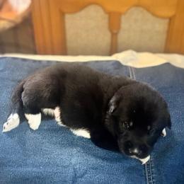 Boy 3 Ranger - Black male Anatolian Pyrenees puppy in Clifton, Illinois from Mcginnis Guardian Dogs