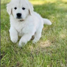 Golden Retriever and Labrador Retriever Puppies from Golden Bundles