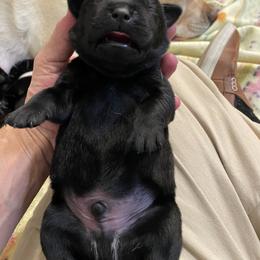 Light blue collar - Black male Labrador Retriever puppy in Desert Hot Springs, California from Outlaws Labradors