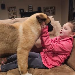 Akita Puppies from TLC Akitas