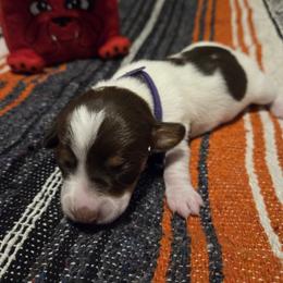 Charlotte - Piebald female Dachshund puppy in Grover, North Carolina from Windie's Dachshunds