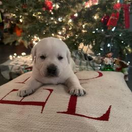 Boy 1- White English Lab - Yellow male Labrador Retriever puppy in Isanti, Minnesota from Four Corners Family Labs