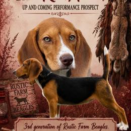 RF's Alley - Beagle