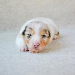 Stetson - Red merle male Australian Shepherd puppy in Aberdeen, North Carolina from Huckleberry Hill Aussies LLC.