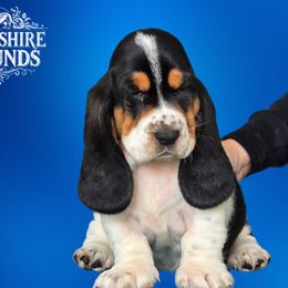 Boy 4 - Basset Hound puppy in Melbourne, Florida from Woodshire Hounds