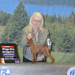 Gracie - Miniature Pinscher