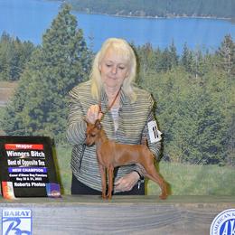 Gracie - Miniature Pinscher