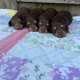 Ember - Chocolate and cream female Dachshund puppy in Squires, Missouri from Hudson’s Hounds