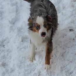 Oliver - Blue merle male Toy Australian Shepherd puppy in Logansport, Indiana from Sandy Hill Farm Aussies, LLC