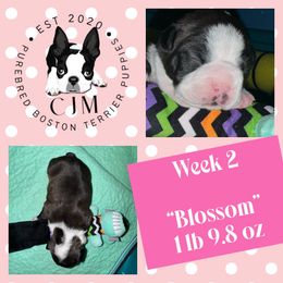 Blossom - Black brindle and white female Boston Terrier puppy in Jupiter, Florida from CJM Boston and Boxer Puppies