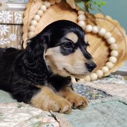 Callie - Black and cream female Dachshund puppy in Thomaston, Georgia from UGG Ranch