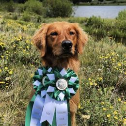 Golden Retrievers from Mountain Raised Retrievers