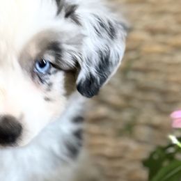 Miniature Australian Shepherds and Toy Australian Shepherds from Kai’s Aussies