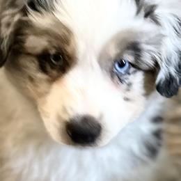 Miniature Australian Shepherds and Toy Australian Shepherds from Kai’s Aussies