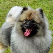 Keeshonden from Masada Keeshond