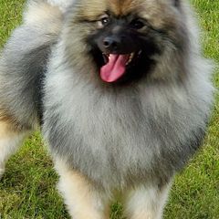 Keeshonden from Masada Keeshond