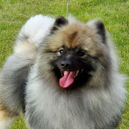 Keeshonden from Masada Keeshond