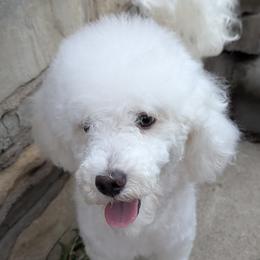 Dolly - Poodle