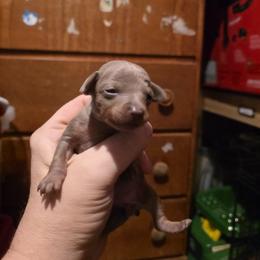 Girl 3 - female Miniature Pinscher puppy in Middle Point, Ohio from Knisely's Min Pins-AKC