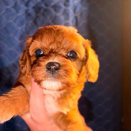 Star - Red female Cavapoo puppy in Hickory, North Carolina from Homegrown Spaniels