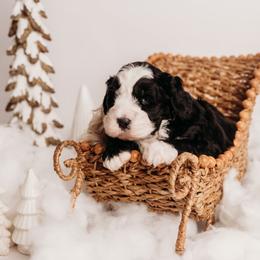 Tundra - Blue merle male Bernedoodle puppy in Grants Pass, Oregon from Royal Empire Bernedoodles