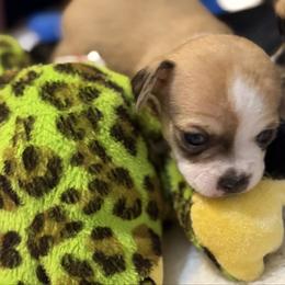 Champ - Black sabled fawn male Chihuahua puppy in Amity, Pennsylvania from Rhoda and Verna