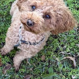 May - Poodle