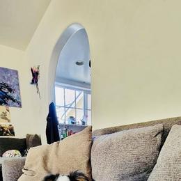 Toy Australian Shepherd All Grown Up from Slo Toy Aussies at Antonia