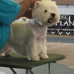 West Highland White Terrier Puppies from Dixieland Westies