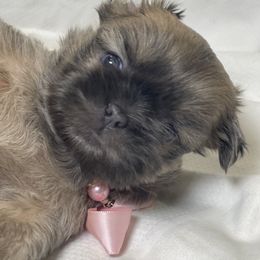 Elara - Blue female Shih Tzu puppy in Riverside, California from Be Dazzled Shihtzu