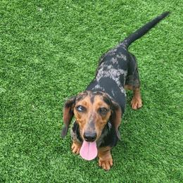 Emma - Dachshund