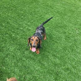 Emma - Dachshund