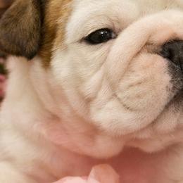 Bulldogs and Yorkshire Terriers from Rollin 7 Farm